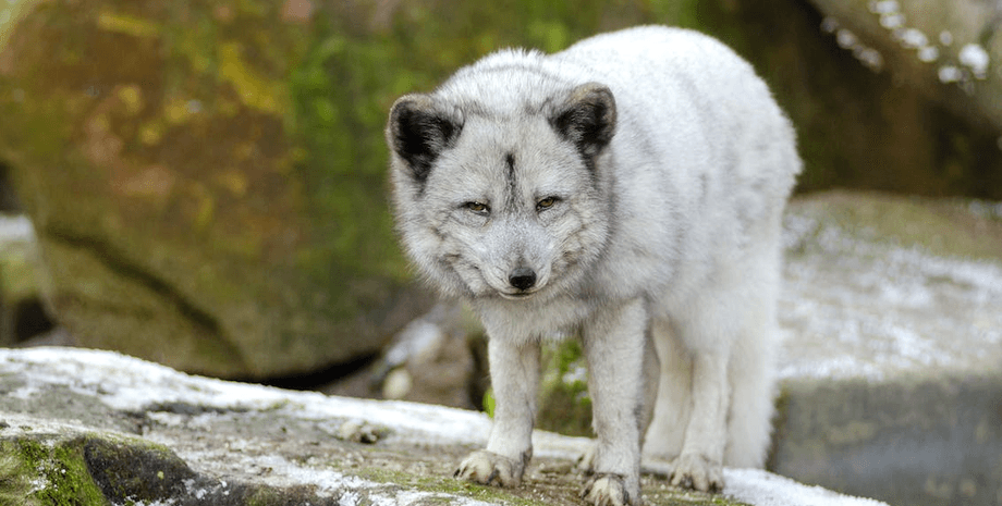 Маленький волк, волк, волчонок, дикое животное, собаку перепутали с волком, приютила волка, вместо собаки волк, желтые глаза