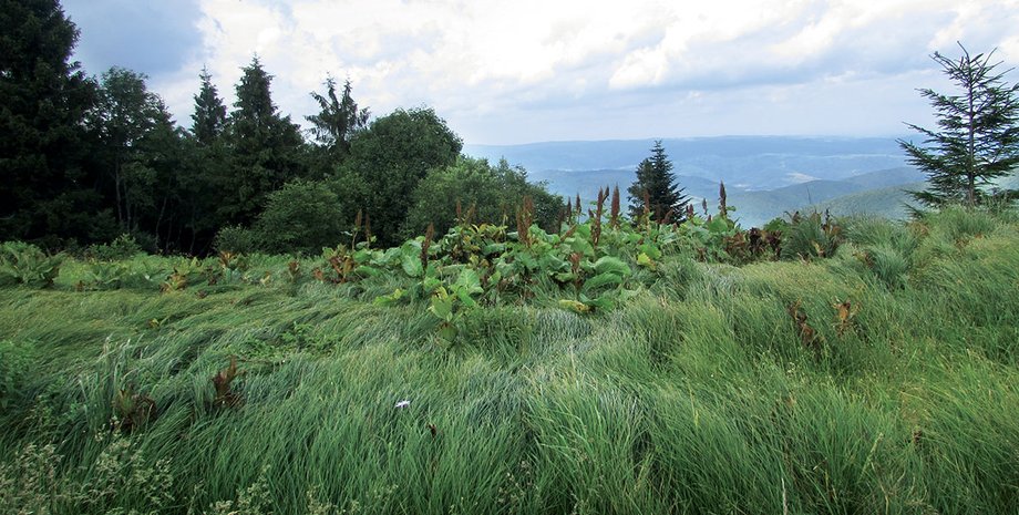 Фото: Ольга Герман