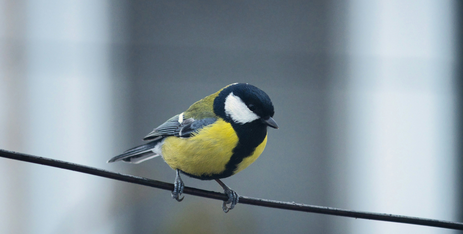 велика синиця птах, тварина