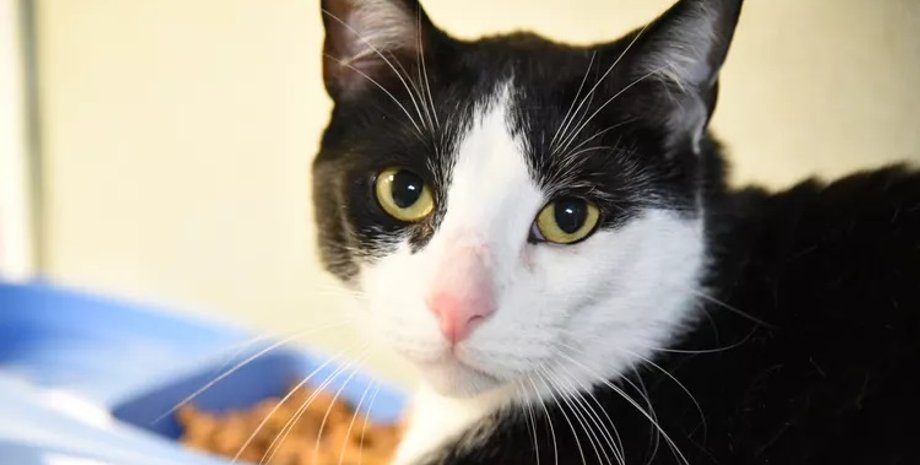 кот джерри, слишком ласковый, приют для животных флорида, ласковый кот, кошки