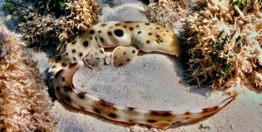 акула-эполет