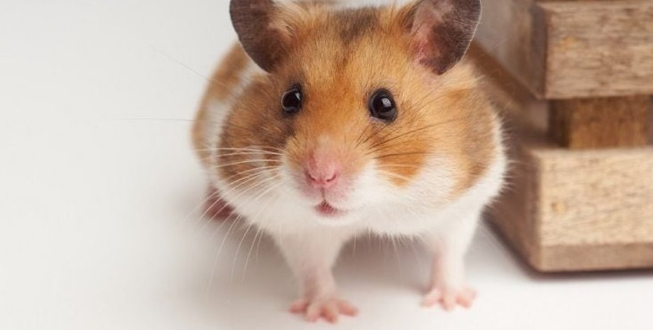 сирийский хомяк, хомяки, коронавирус