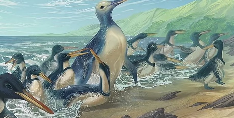 пінгвін гігантський пінгвін