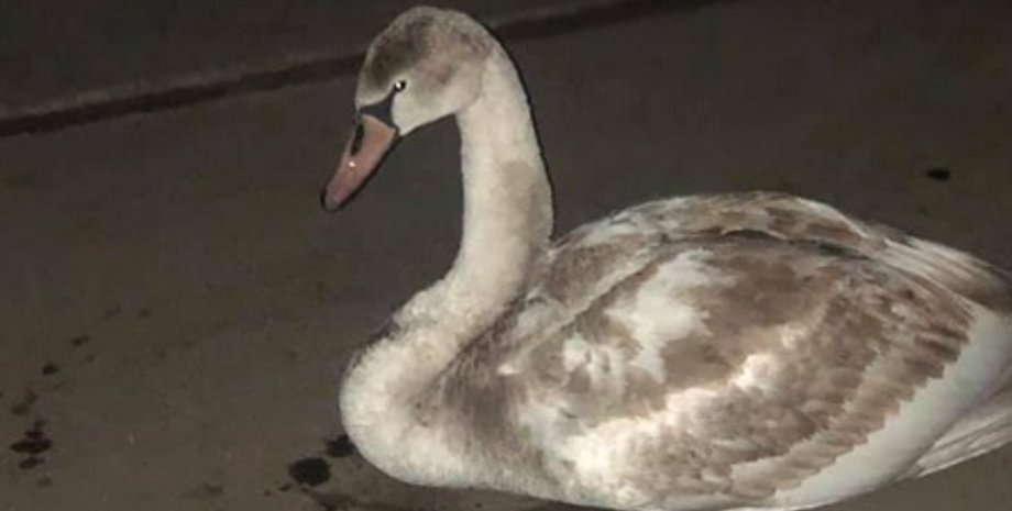 Мелитополь, лебедь, Мандаринка, птица, спасение