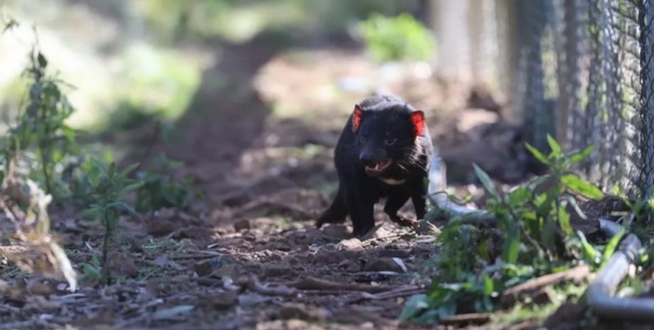 Тасманийский дьявол
