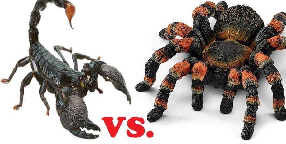 Скорпіон проти тарантула