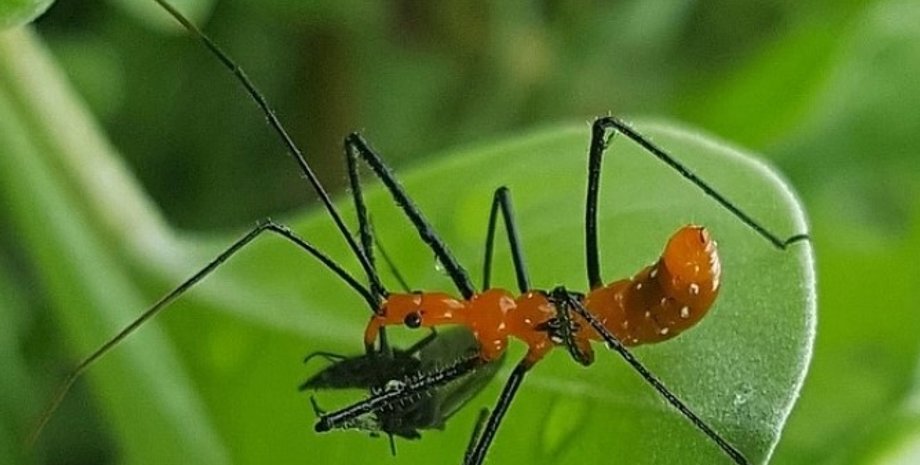 австралийский клоп-убийца, клоп-убийца, охота, насекомое