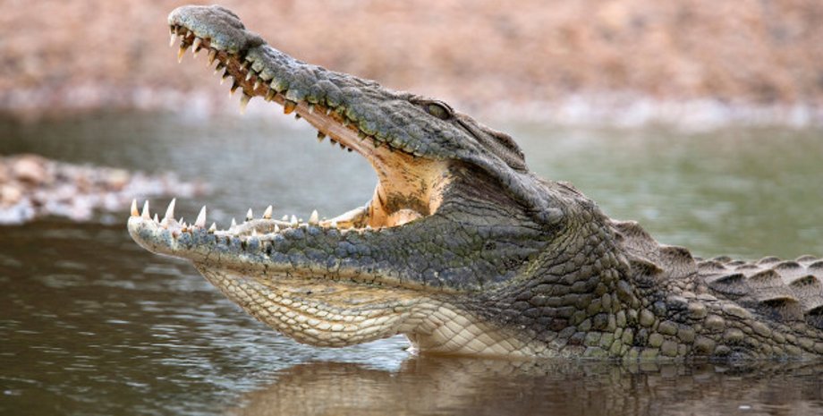 Фото: Profimedia/ilustracija