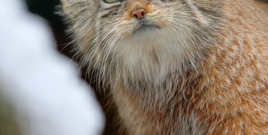 Манул, дикий кіт, дикі кішки, факти про манулів