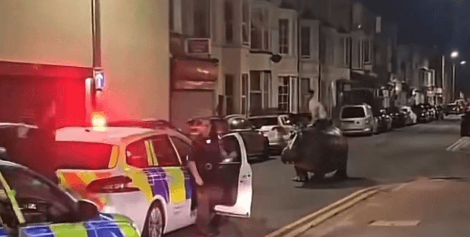 Бегемот, гиппопотам, Великобритания, Британия, Уэльс