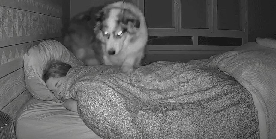 Собака, животные, домашнее животное, собака не дает спать, сон, скрытая камера, что делает собака ночью, соцсети, TikTok