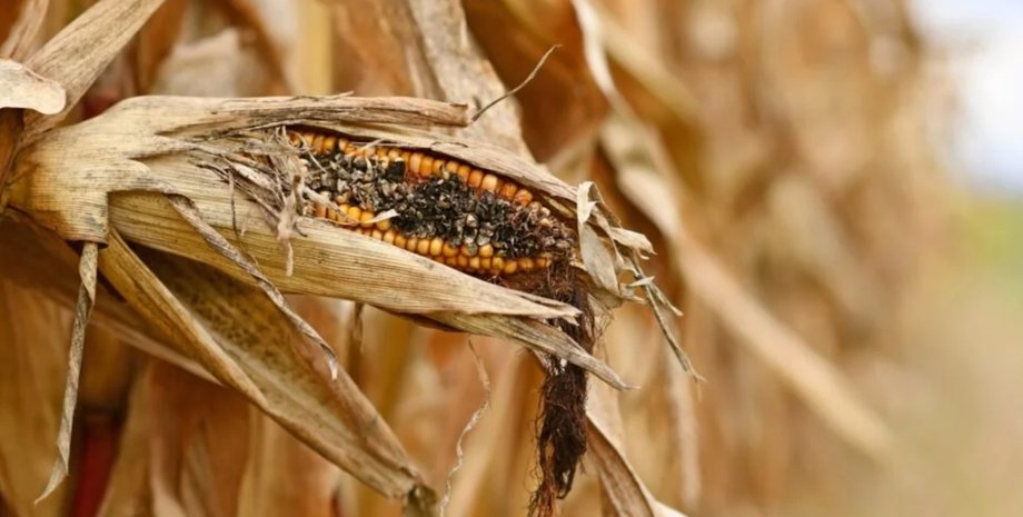 ядерная зима, урожай