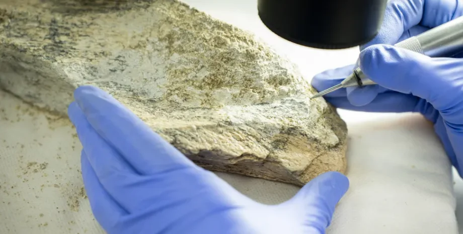 археологи, археологія, Танзанія, кістки, знаряддя праці, дослідження, артефакти