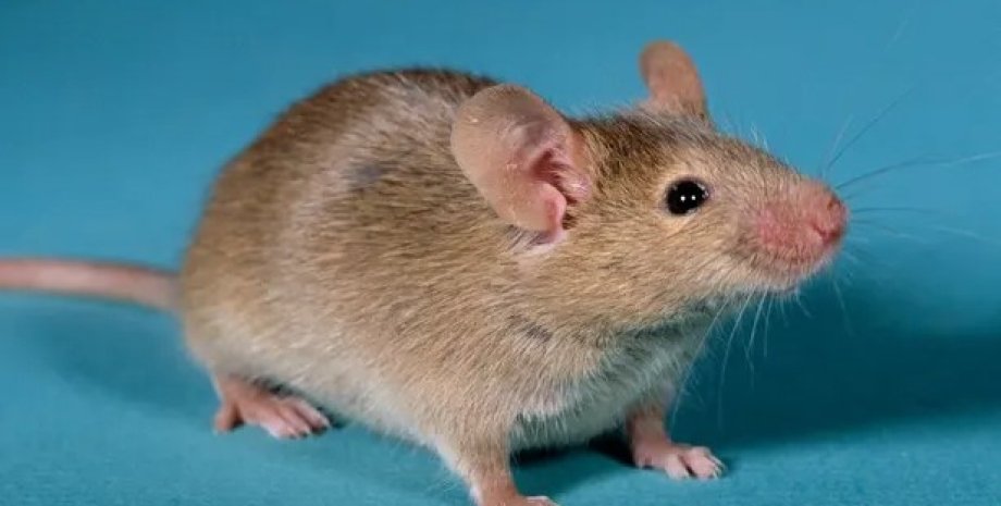 мышь, лабораторная мышь