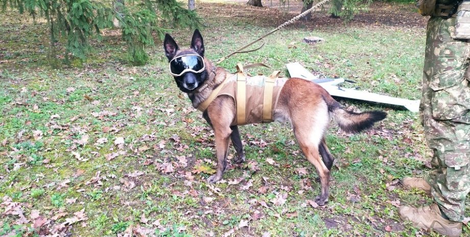 Zeus's dog has some brilliant combat missions. Earlier, shepherd found Russian s...