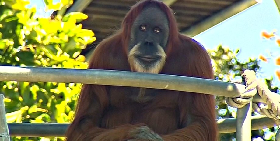 Фото: телеканал NTD