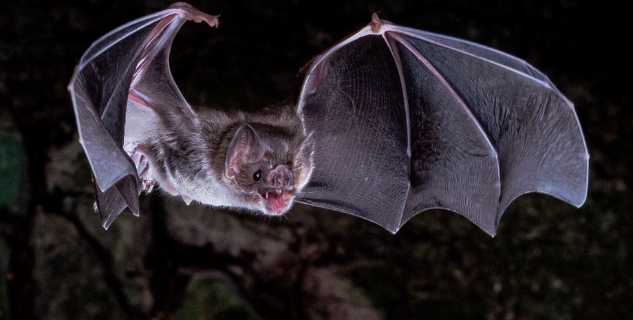 Летучая мышь-вампир