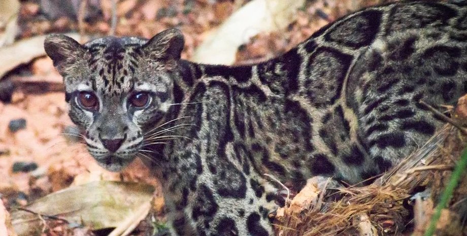 леопард, дымчатый леопард, борнейский дымчатый леопард