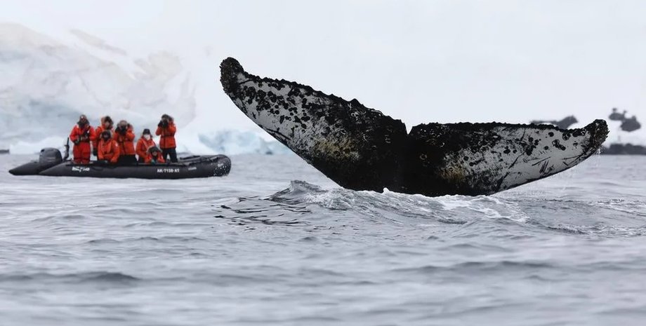 киты, наблюдение за китами