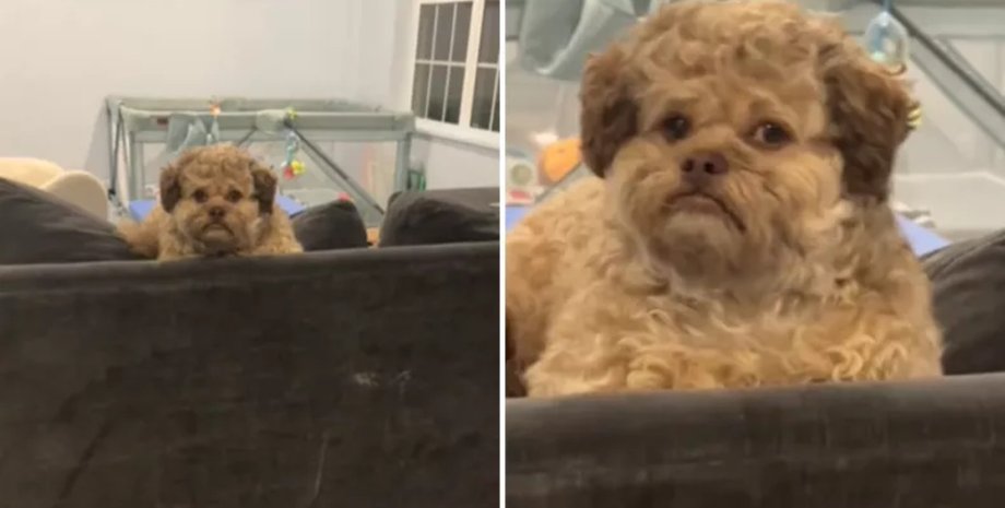 Собака, похожая на человека поразила людей своей необычной внешностью