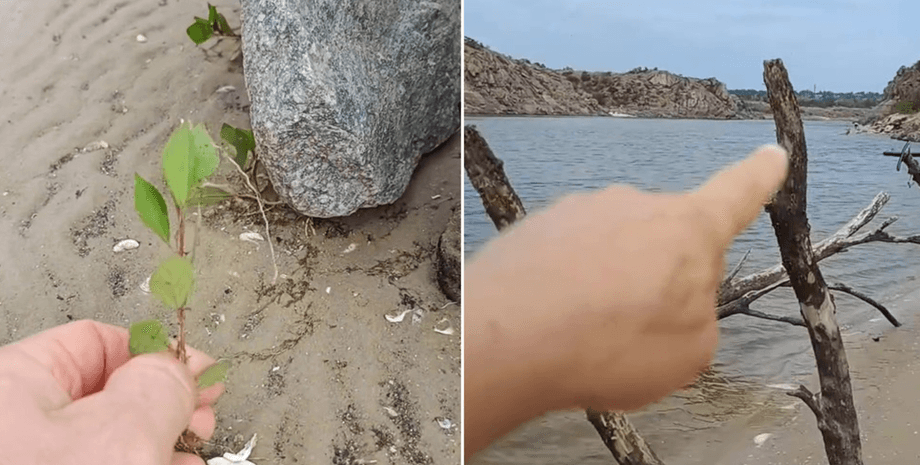 Дерево, яке було під водою Чоловік показує диво на Хортиці