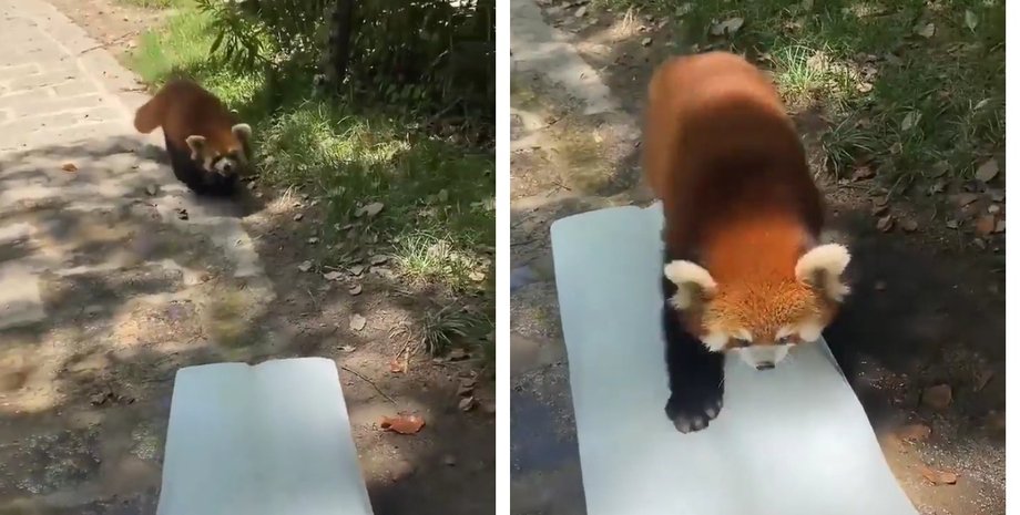 "Наконец-то!": панда стала звездой сети, показав как охлаждается в жару