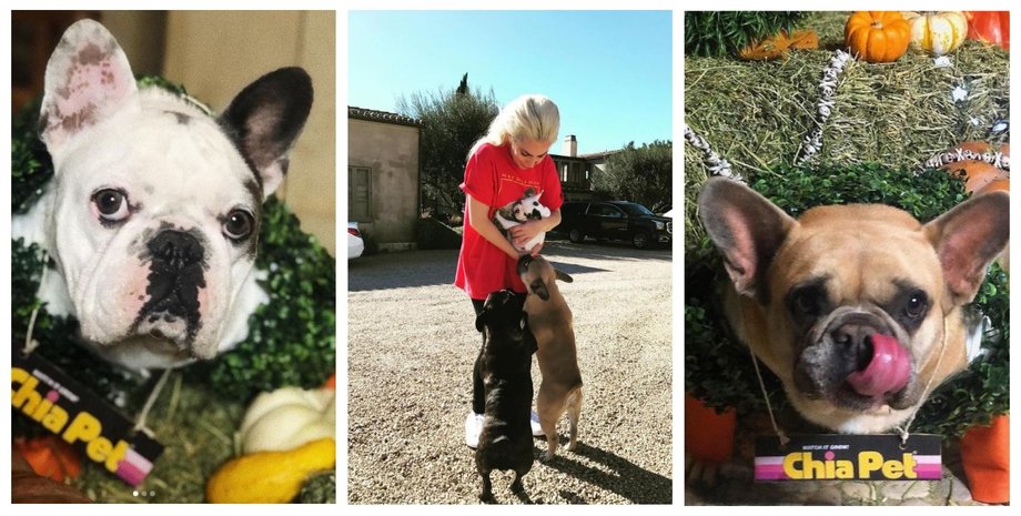 Леді Гага, собаки