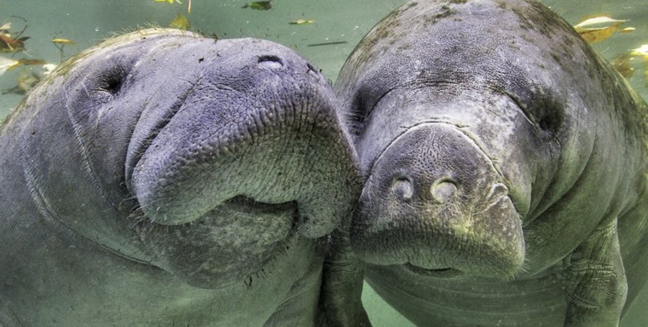 морські корови, водні ссавці, тварини