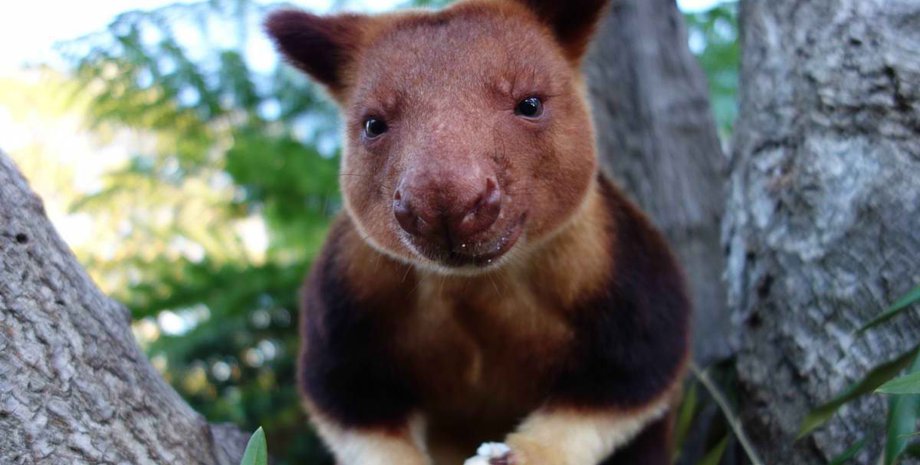 Древесный кенгуру / Фото: animalwild.net