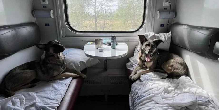 Большие собаки могут путешествовать по Украине во всех типах вагонов