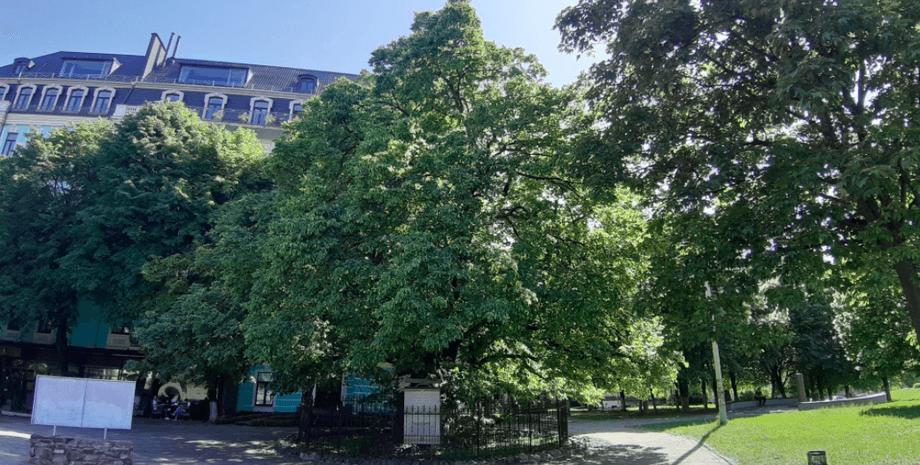 Липа Петра Могили