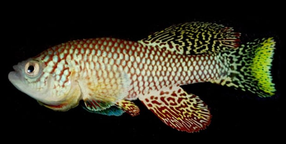 Фото: MDI Biological Laboratory