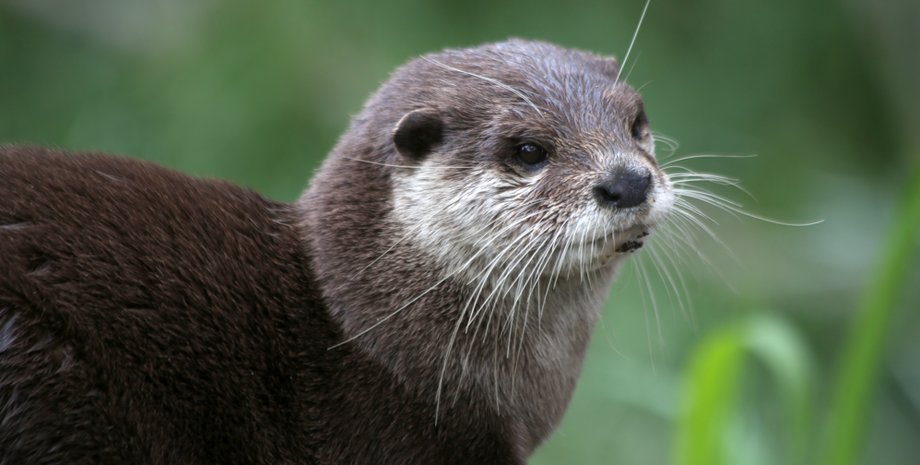 выдра в воде