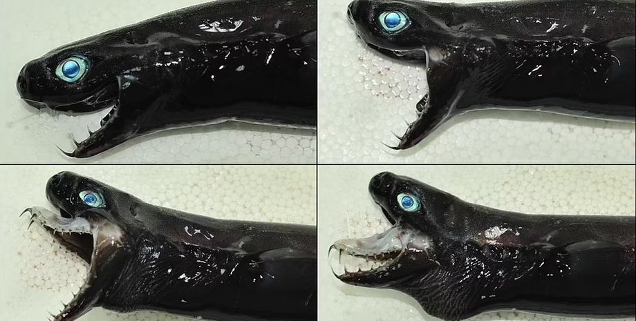 акула, акула-гадюка, акула веном