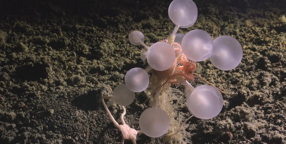 морская губка шар смерти