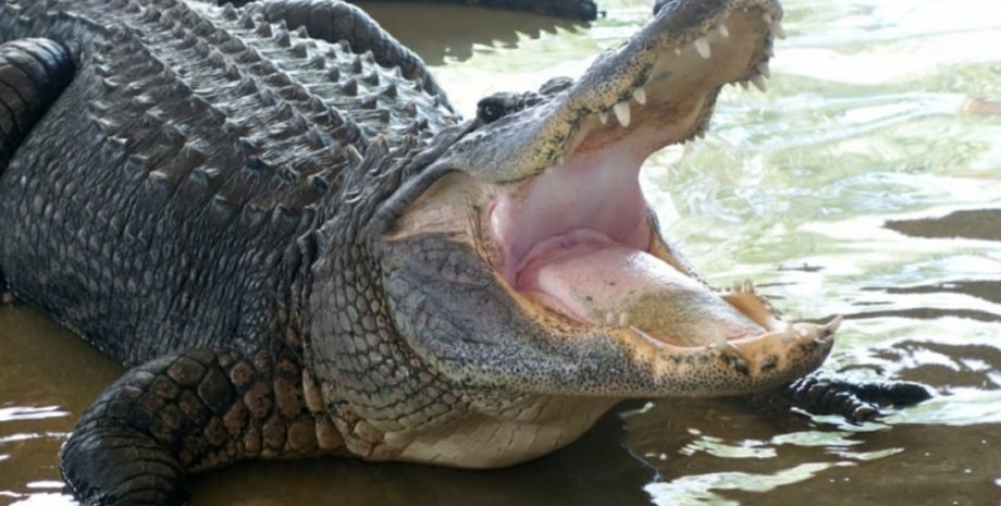 Авария, самолет, Амазонка