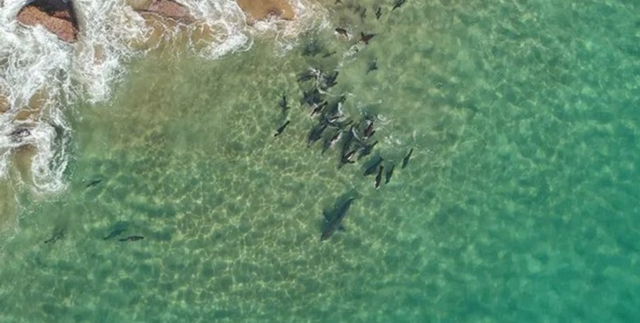 біла акула, тюлені