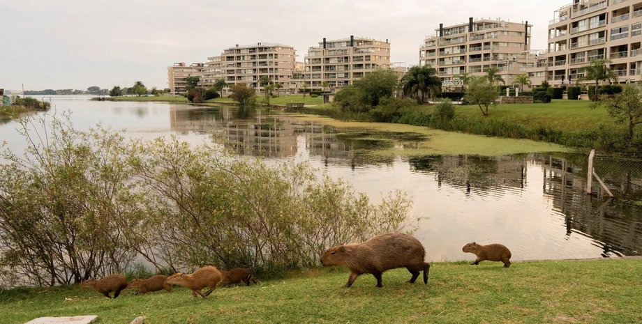 капибара, аргентина капибара, грызун капибара