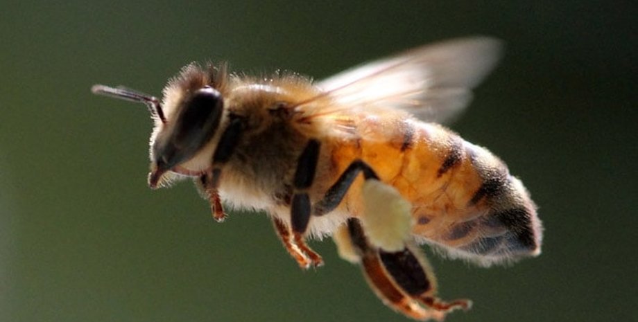 Фото: honey-land.ru