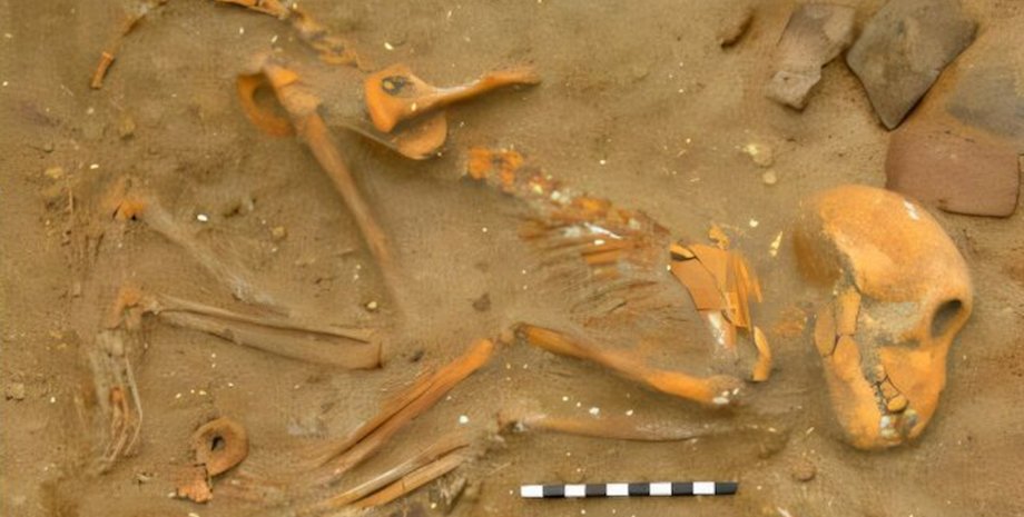 скелет мавпи, макака-резус, стародавній рим