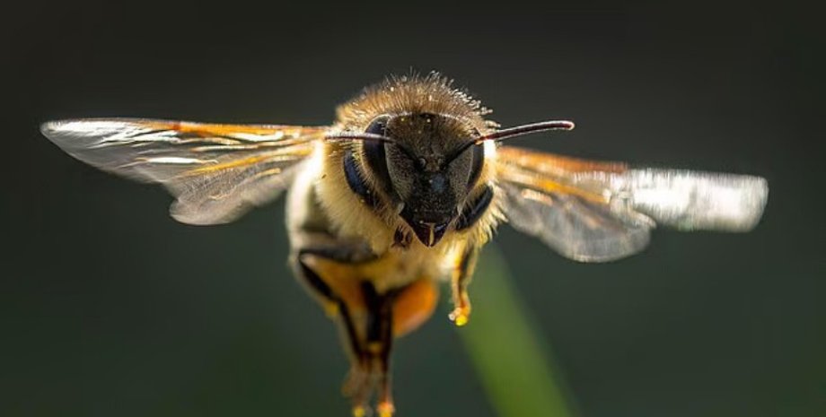 Инженеры создают экологические ульи