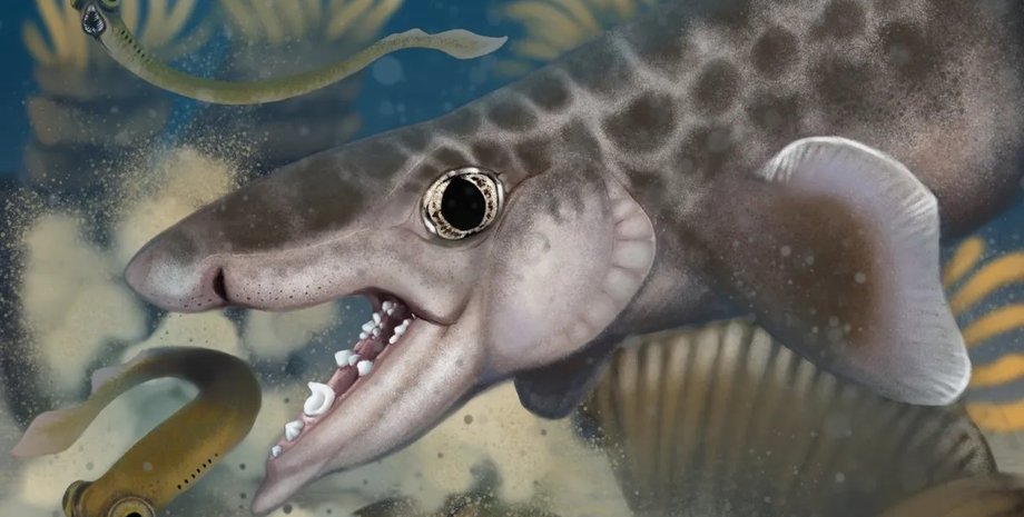открыт новый вид древних акул