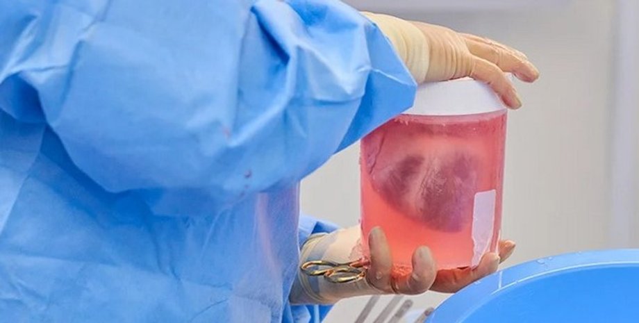 сердце свиньи, пересадка, человек