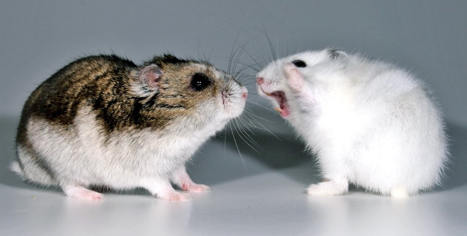 хом'яки, редагування генів, агресія