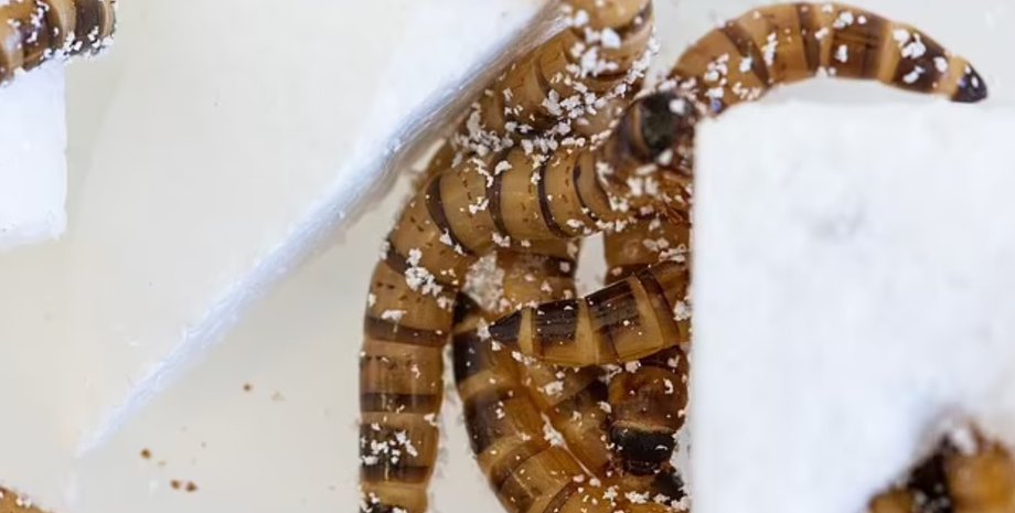 Личинки, Zophobas morio, пластик