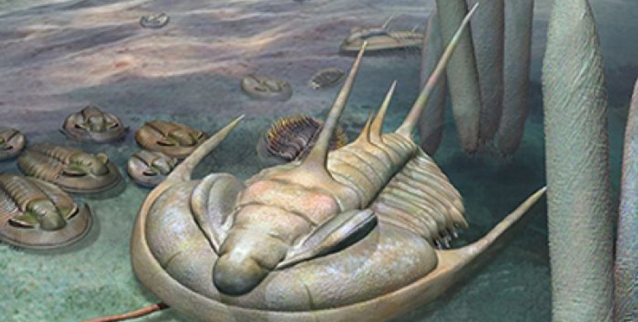 Иллюстрация: Katrina Kenny