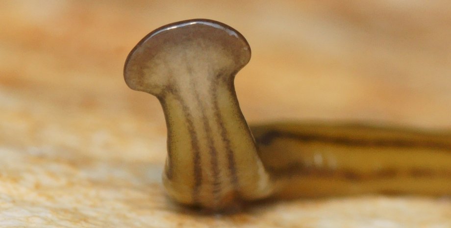 Share: Researchers warn of invasion of toxic hammerhead worm attacking Texas. Sc...