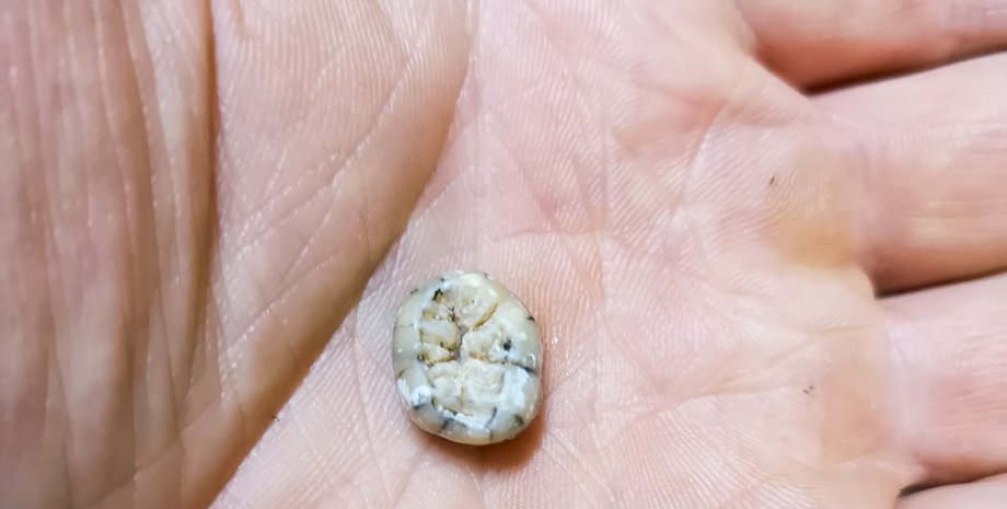 зуб денисовцев, ладонь, фото