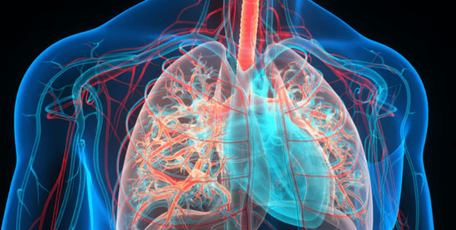 легені, серце, дихальна система