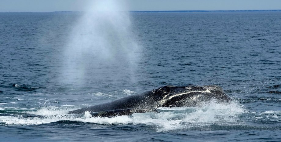 североатлантический гладкий кит